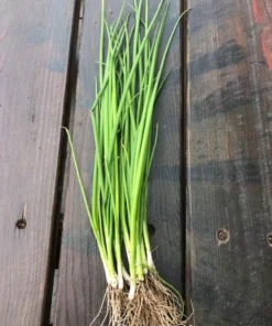 Green Onion Live Plant - 15 Bare Roots Chinese ShanDong, 4-8 Inch Tall - Image 8