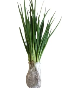Green Onion Live Plant - 15 Bare Roots Chinese ShanDong, 4-8 Inch Tall - Image 9