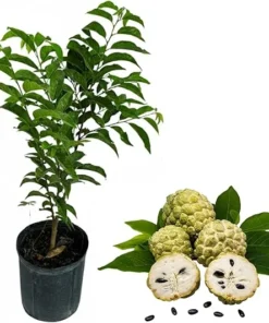 Green Sugar Apple Live Plant - Annona Squamosa Tree 2-3 ft Tall - 3 Gallon Pot - Image 3