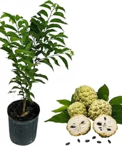 Green Sugar Apple Live Plant - Annona Squamosa Tree 2-3 ft Tall - 3 Gallon Pot - Image 4