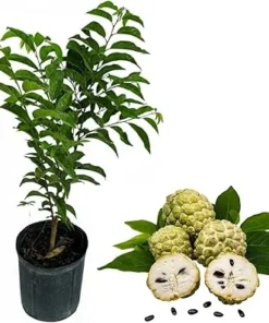 Green Sugar Apple Live Plant - Annona Squamosa Tree 2-3 ft Tall - 3 Gallon Pot - Image 1