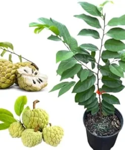 Green Sugar Apple Tree Live Plant - 3 Gallon Pot, 2-3 Ft Tall, Annona Squamosa - Image 4