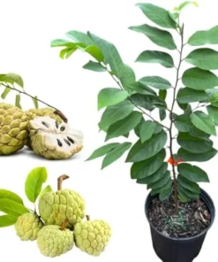 Green Sugar Apple Tree Live Plant - 3 Gallon Pot, 2-3 Ft Tall, Annona Squamosa - Image 5