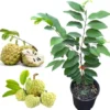 Green Sugar Apple Tree Live Plant - 3 Gallon Pot, 2-3 Ft Tall, Annona Squamosa - Image 1