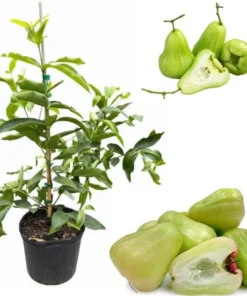 Green Wax Jambu Tree Live Plant - Airlayered, 3 Gallon Pot, 2-3 ft Tall - Image 3