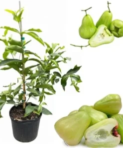 Green Wax Jambu Tree Live Plant - Airlayered, 3 Gallon Pot, 2-3 ft Tall - Image 7