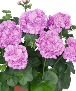 Hardy Geranium Live Plant - Fragrant Lavender Purple Flowers, 5-8" Tall - Image 2