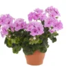 Hardy Geranium Live Plant - Fragrant Lavender Purple Flowers, 5-8" Tall - Image 1