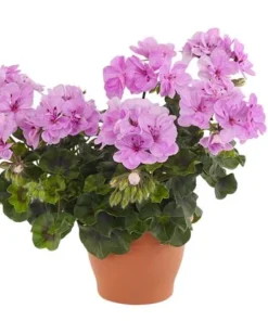 Hardy Geranium Live Plant - Fragrant Lavender Purple Flowers, 5-8" Tall - Image 1