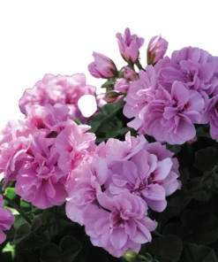 Hardy Geranium Live Plant - Fragrant Lavender Purple Flowers, 5-8