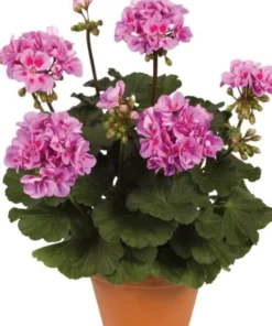 Hardy Geranium Live Plant - Fragrant Lavender Purple Flowers, 5-8