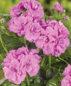 Hardy Geranium Live Plant - Fragrant Lavender Purple Flowers, 5-8