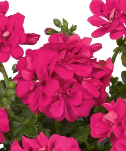 Hardy Geranium Live Plant - Fragrant Pink Flower, 5-8 Inch Tall - Image 2