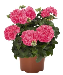 Hardy Geranium Live Plant - Fragrant Pink Flower, 5-8 Inch Tall - Image 1