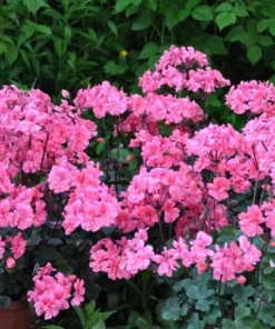 Hardy Geranium Live Plant - Fragrant Pink Flower, 5-8 Inch Tall - Image 8