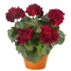Hardy Geranium Live Plant - Red Flower Geraniums - 5-8 Inch Tall - Image 1