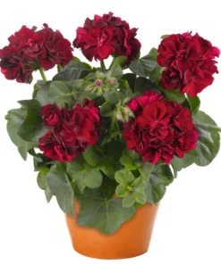 Hardy Geranium Live Plant - Red Flower Geraniums - 5-8 Inch Tall - Image 1