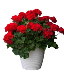 Hardy Geranium Live Plant - Red Flower Geraniums - 5-8 Inch Tall - Image 7