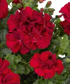 Hardy Geranium Live Plant - Red Flower Geraniums - 5-8 Inch Tall - Image 8