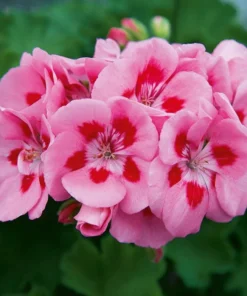 Hardy Geranium Live Plant – Rose Mega Splash Bicolor Flowers – 5-8