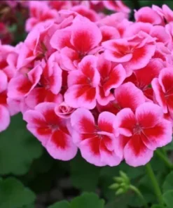 Hardy Geranium Live Plant – Rose Mega Splash Bicolor Flowers – 5-8