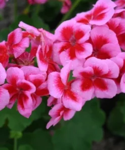 Hardy Geranium Live Plant – Rose Mega Splash Bicolor Flowers – 5-8