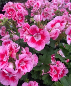Hardy Geranium Live Plant – Rose Mega Splash Bicolor Flowers – 5-8
