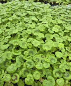 Hardy Geranium Live Plant – Rose Mega Splash Bicolor Flowers – 5-8