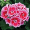 Hardy Geranium Live Plant – Rose Mega Splash Bicolor Flowers – 5-8" Tall - Image 1