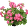 Hardy Geranium Live Plant Set - 2 Fragrant Pink Flower Plants, 5-8" Tall Outdoor - Image 1