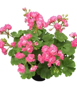 Hardy Geranium Live Plant Set - 2 Fragrant Pink Flower Plants, 5-8" Tall Outdoor - Image 1