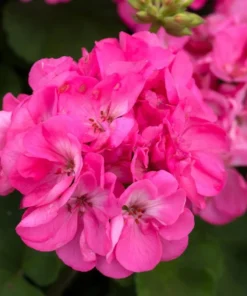 Hardy Geranium Live Plant Set - 2 Fragrant Pink Flower Plants, 5-8