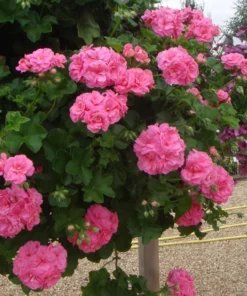 Hardy Geranium Live Plant Set - 2 Fragrant Pink Flower Plants, 5-8