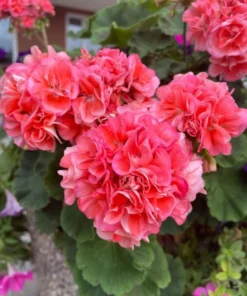 Hardy Geranium Live Plant Set - 2 Fragrant Pink Flower Plants, 5-8