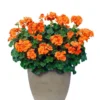 Hardy Orange Geranium Live Plant – Fragrant Flowers – 5-8 Inch Tall – Outdoor - Image 1