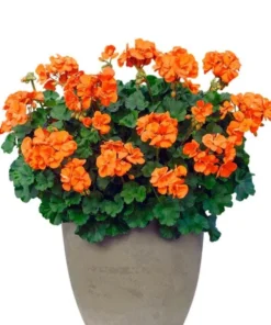 Hardy Orange Geranium Live Plant – Fragrant Flowers – 5-8 Inch Tall – Outdoor - Image 1
