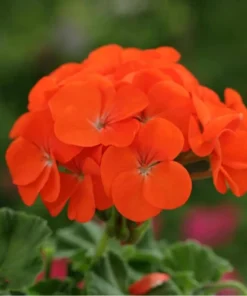 Hardy Orange Geranium Live Plant – Fragrant Flowers – 5-8 Inch Tall – Outdoor - Image 10