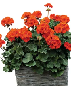 Hardy Orange Geranium Live Plant – Fragrant Flowers – 5-8 Inch Tall – Outdoor - Image 4