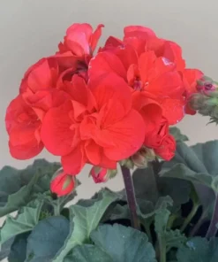 Hardy Orange Geranium Live Plant – Fragrant Flowers – 5-8 Inch Tall – Outdoor - Image 8