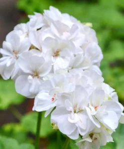 Hardy White Geranium Live Plant – Fragrant Flowers – 5-8