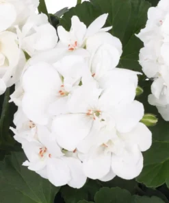 Hardy White Geranium Live Plant – Fragrant Flowers – 5-8