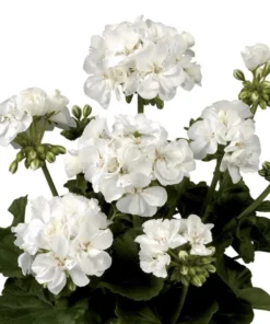 Hardy White Geranium Live Plant – Fragrant Flowers – 5-8