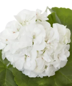 Hardy White Geranium Live Plant – Fragrant Flowers – 5-8
