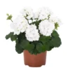 Hardy White Geranium Live Plant – Fragrant Flowers – 5-8" Tall – Outdoor - Image 1