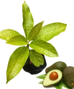 Hass Avocado Live Starter Plant - Cold Hardy Tree Seedling, 4-8 Inch Tall, 4 Inch Pot - Image 1