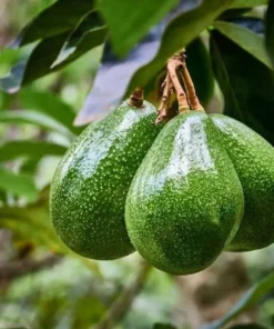 Hass Avocado Live Starter Plant - Cold Hardy Tree Seedling, 4-8 Inch Tall, 4 Inch Pot - Image 3