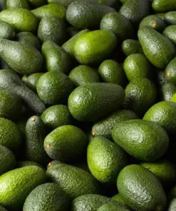 Hass Avocado Live Starter Plant - Cold Hardy Tree Seedling, 4-8 Inch Tall, 4 Inch Pot - Image 4