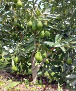 Hass Avocado Live Starter Plant - Cold Hardy Tree Seedling, 4-8 Inch Tall, 4 Inch Pot - Image 6