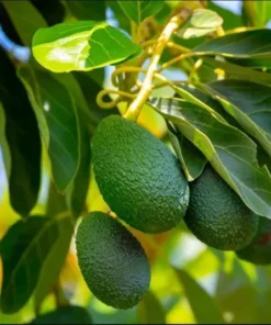 Hass Avocado Live Starter Plant - Cold Hardy Tree Seedling, 4-8 Inch Tall, 4 Inch Pot - Image 8