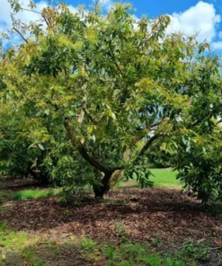 Hass Avocado Live Starter Plant - Cold Hardy Tree Seedling, 4-8 Inch Tall, 4 Inch Pot - Image 9